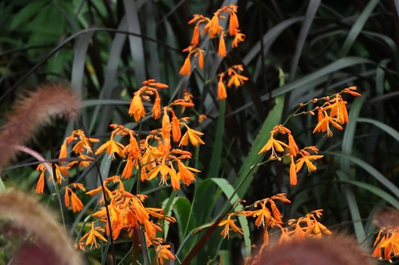 Feast your eyes at garden show