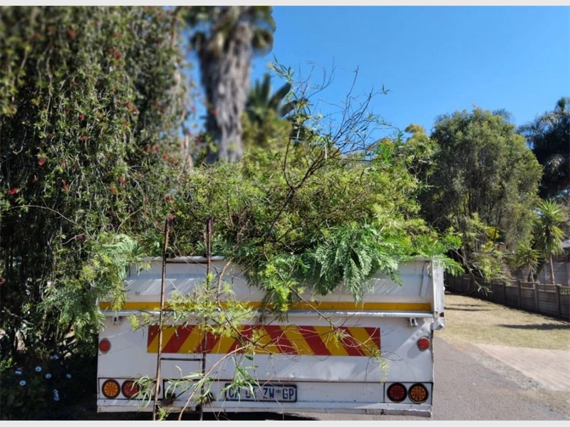 Tree pruning blitz in north gets warm welcome