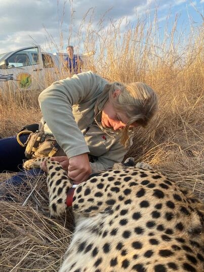 Beloved Pretoria cheetah Njozi undergoes operation