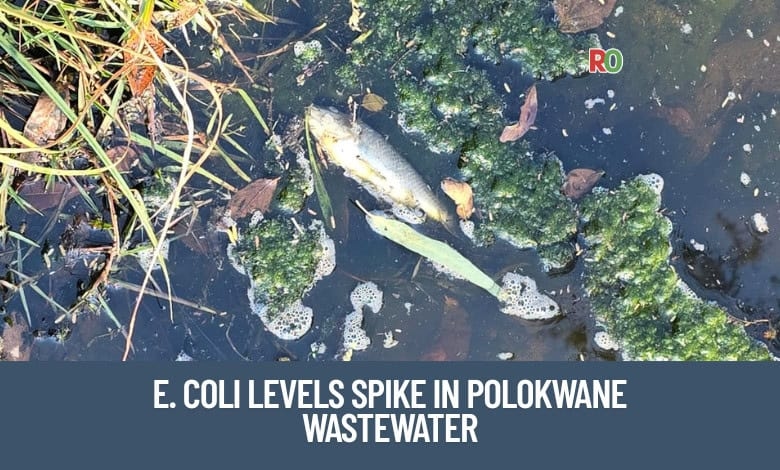 Polokwane wastewater crisis: E. coli levels 1000x above limit