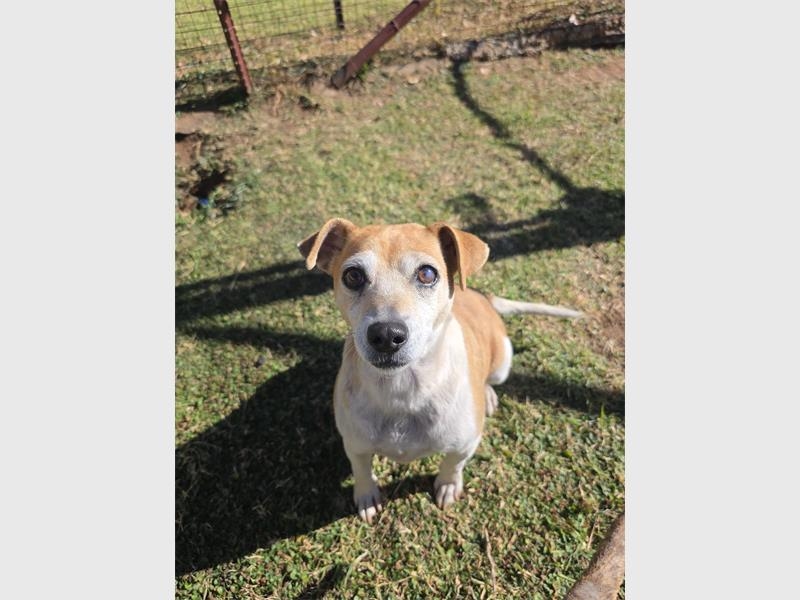 Give a loving home to a furry friend