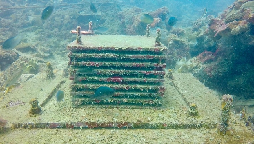 One of 1st real-world data sets shows how tropical marine life cope with acidifying seas