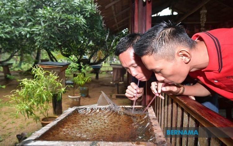 Malaysia ahead in stingless bee farming