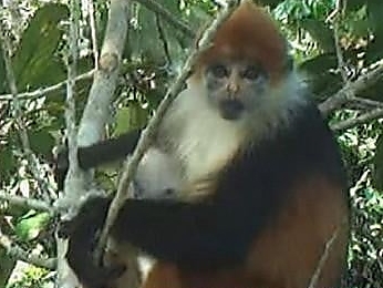 Critically endangered langur spotted with infant in Sarawak forest