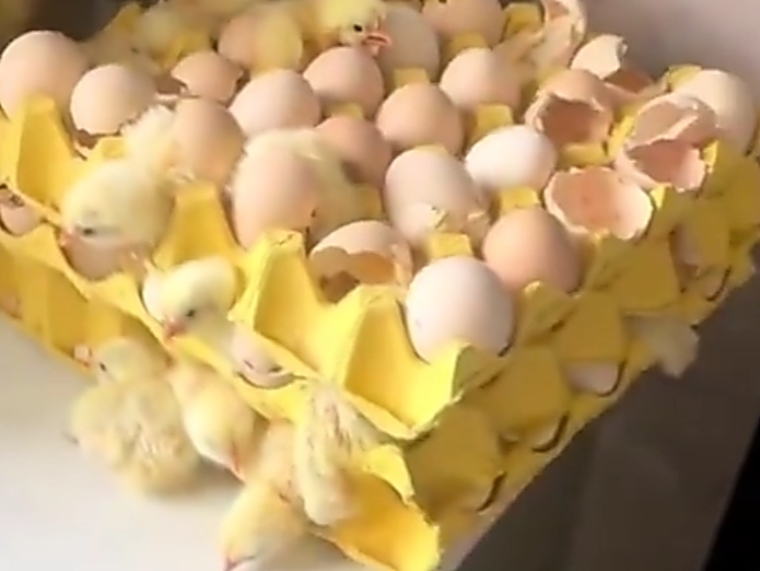 Supermarket eggs hatch a fluffy surprise in home kitchen