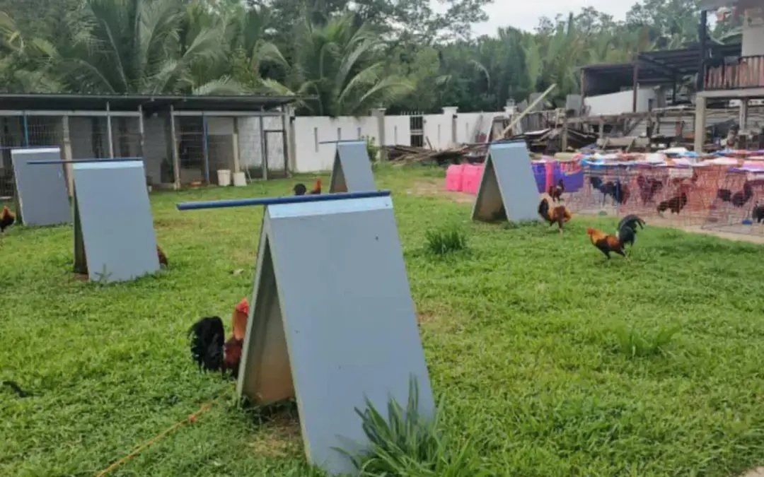 Crude palm oil and fighting cocks worth RM3.9 million seized