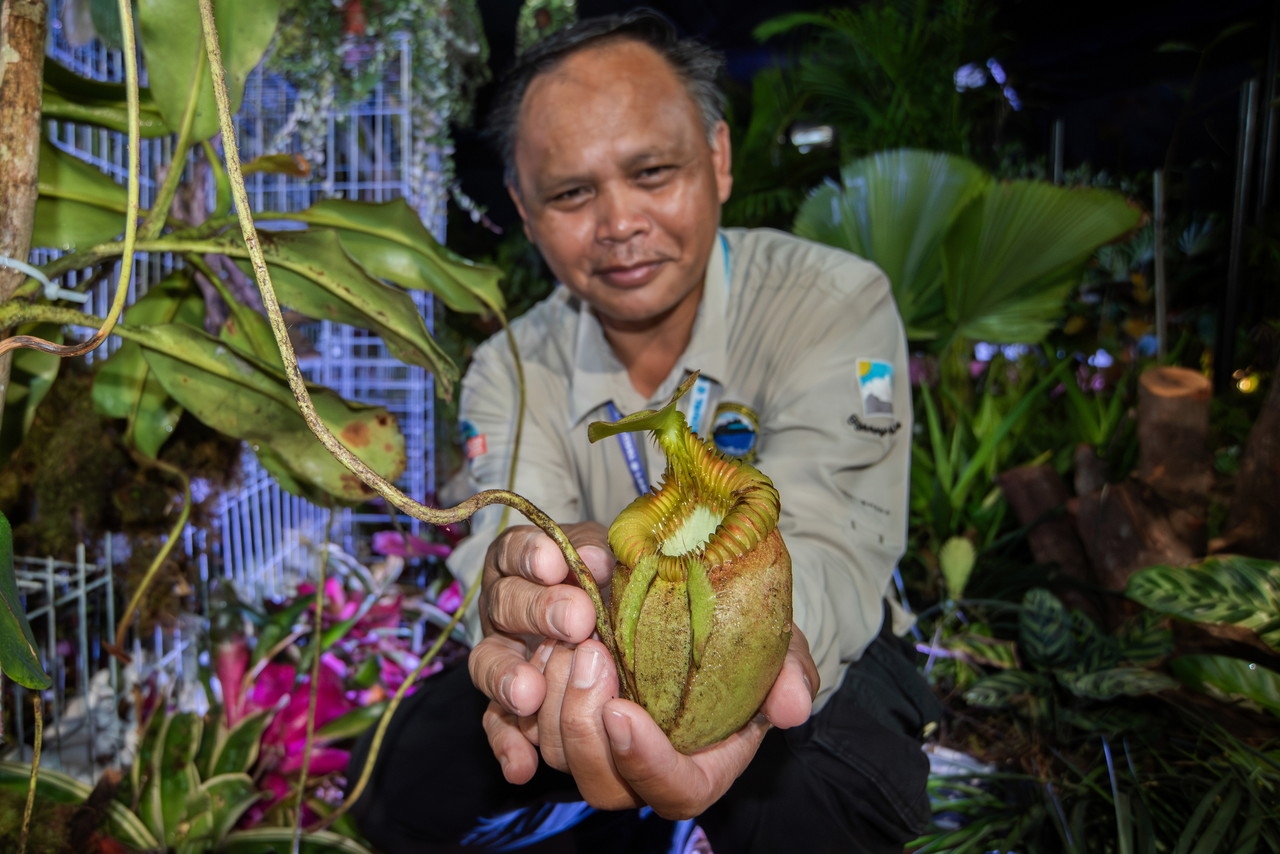 World's largest pitcher plant on display at Borneo Flora Festival in Labuan
