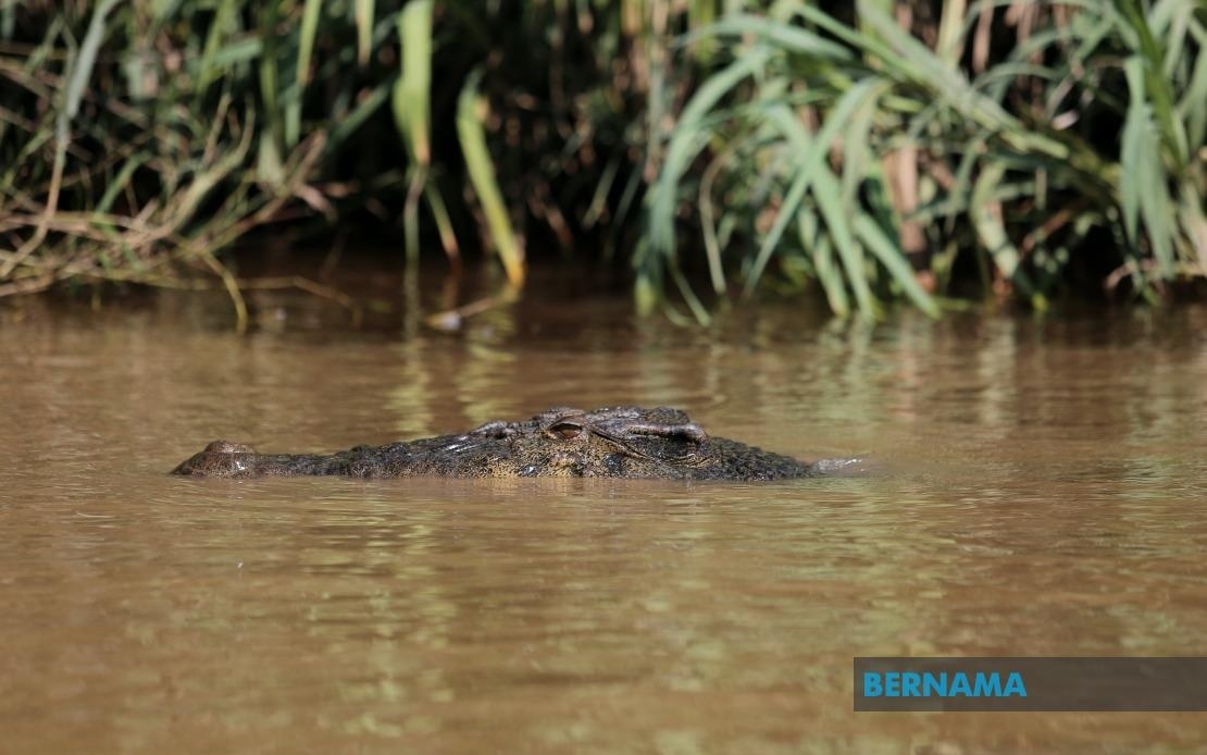 Man attacked by crocodile in Kinabatangan