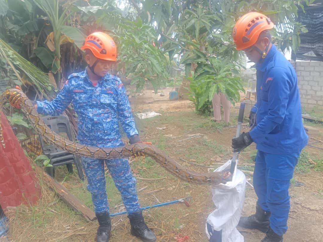 13-foot python caught in Kuala Penyu