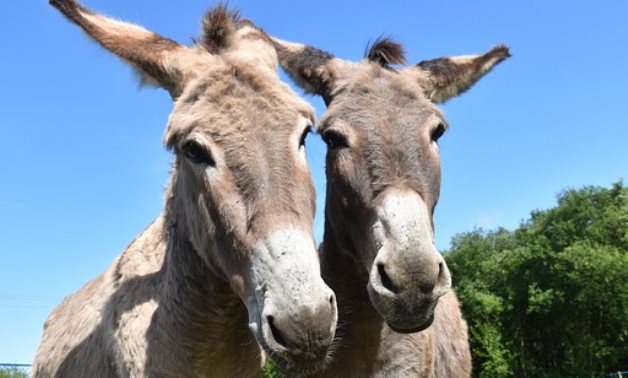 Donkeys decreasing in Egypt due to increased modernization, hide export