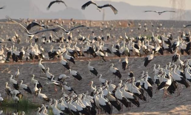 Egypt possesses 30 natural reserves on 15% of its land area: Environment Minister