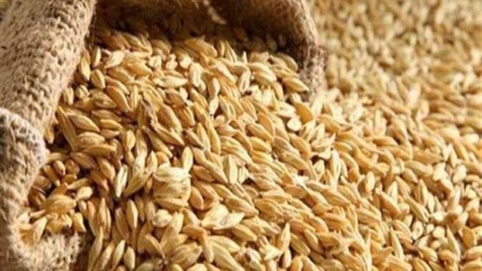 سعر طن الأرز الشعير اليوم السبت 28 يونيو 2025.. عريض ورفيع الحبة
