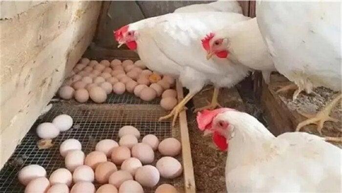 كيلو الفراخ البيضا بكام النهارده؟.. أسعار الدواجن والبيض اليوم الخميس 10 يوليو 2025