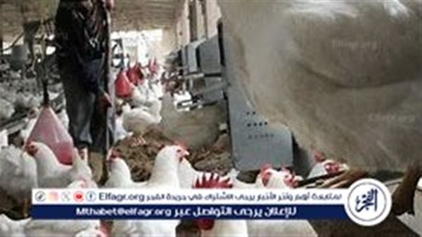 أسعار الفراخ البيضاء اليوم الجمعة 4-7-2025 في الدقهلية