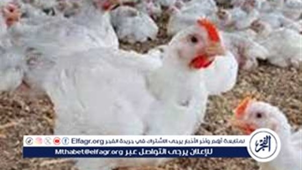 بورصة الدواجن.. أسعار الفراخ البيضاء اليوم الاحد 29-6-2025 في قنا
