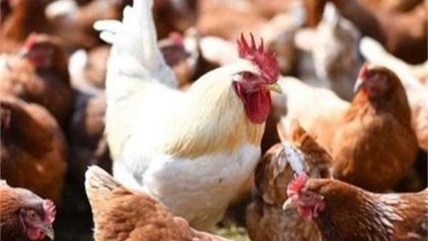 أسعار الدواجن والبيض اليوم الأحد 29 - 6