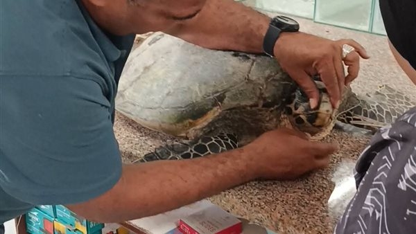انقاذ سلحفاة بحرية نادرة ابتلعت خيط صيد وإعادتها إلى البحر