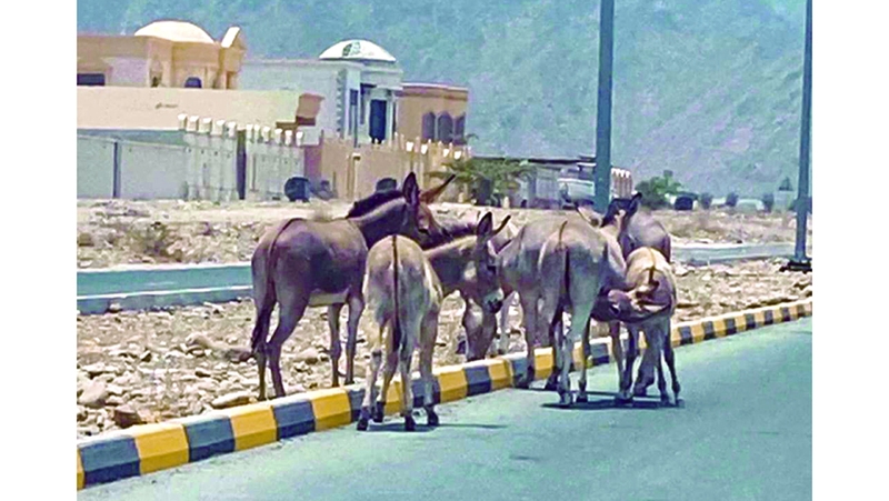 حمير سائبة