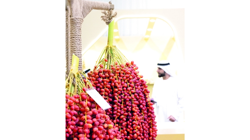 عناقيد الخير في «دبي للرطب»