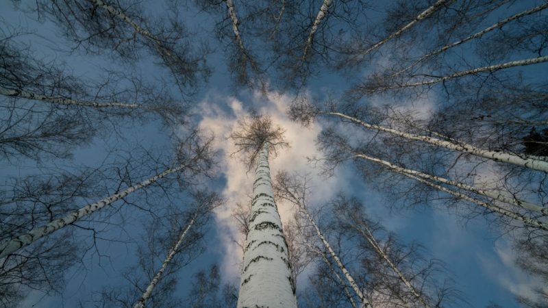 Laundered Russian timber chips into EU as states seek deforestation carve-outs