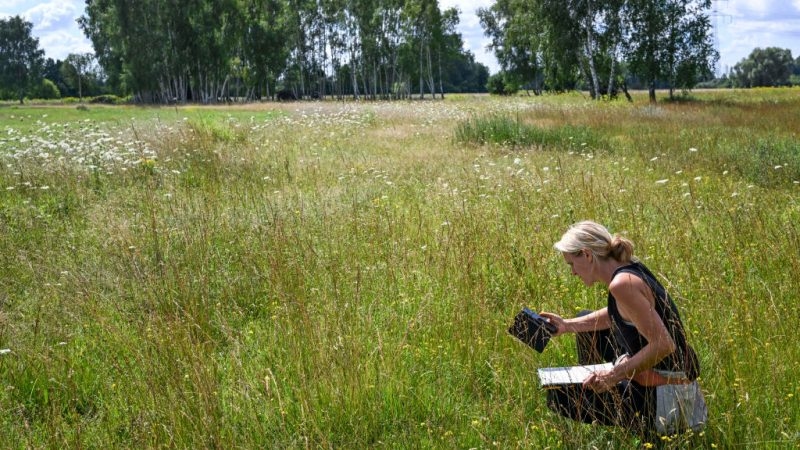 Green groups uneasy as EU bets on market to drive nature restoration