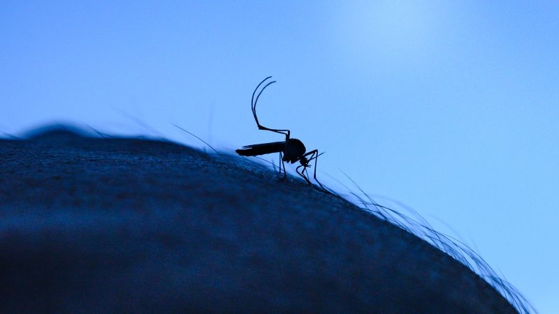 Rising chikungunya, mosquito-borne viruses in Europe sparks concern