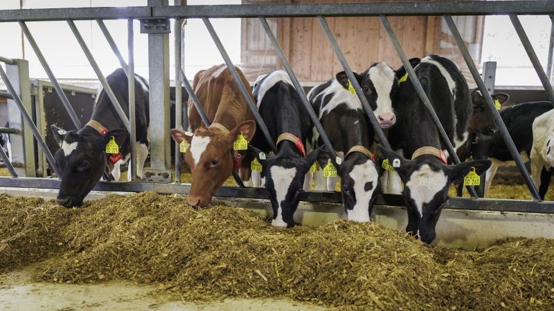 EU slaps duties on crucial Chinese feed protein component