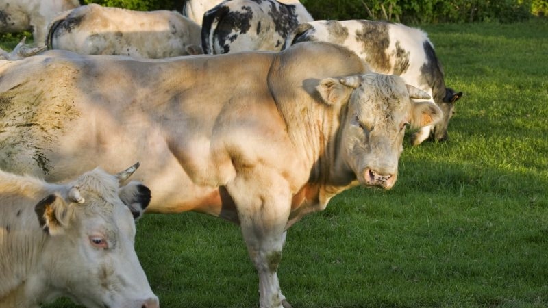 EU food watchdog targets hyper-muscled breeds in animal welfare warning