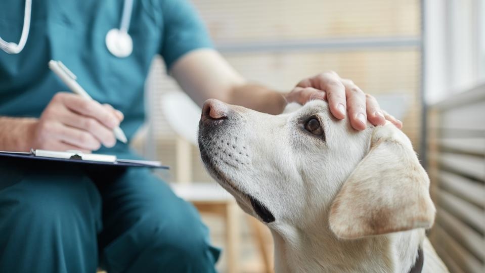 Vet Bills Are Soaring in 2025 — These Tips Could Help You Save Thousands