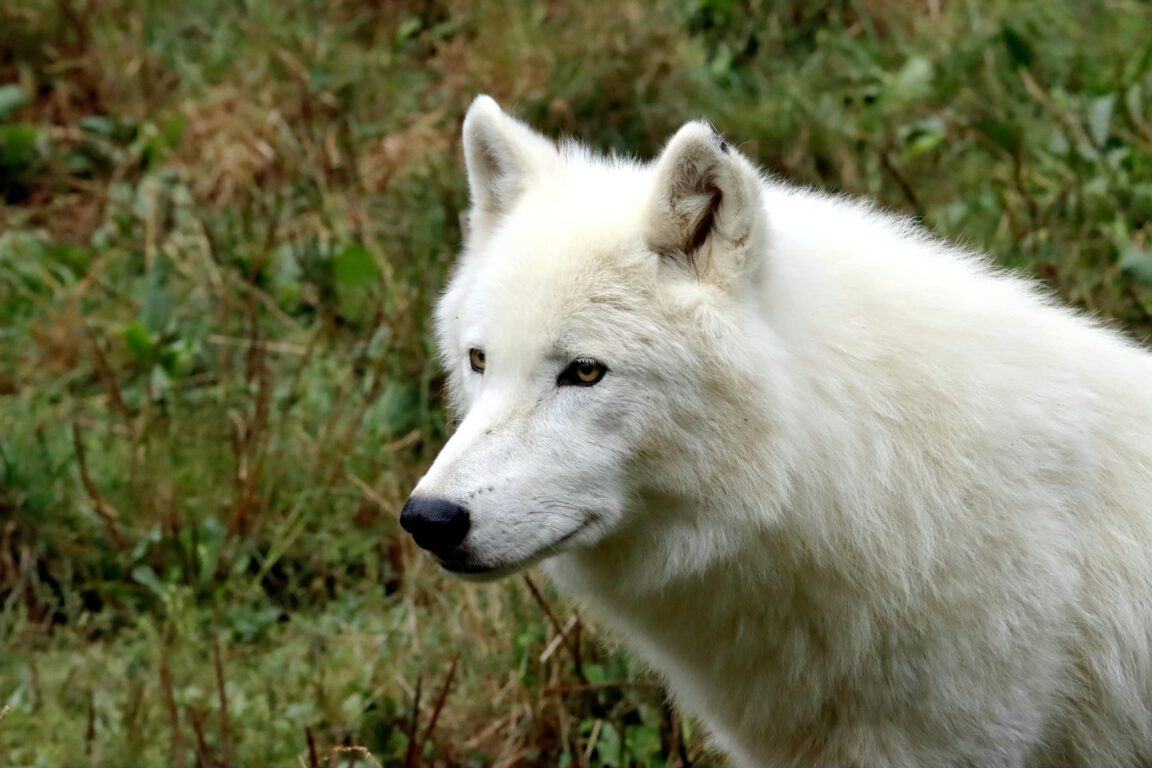 Coverage of Colossal's Dire Wolf De-Extinction