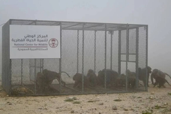 Baboon Sightings in Riyadh Linked to Illegal Pet Release