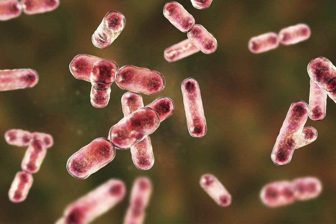 Cambridge Researchers Find Gut Bacteria Could Help Remove 'Forever Chemicals' From Body