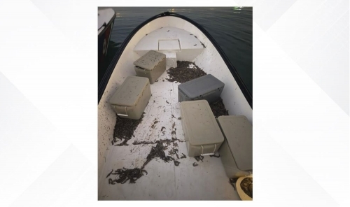 Coast Guard Seizes 90kg Of Banned Shrimp, Four Arrested