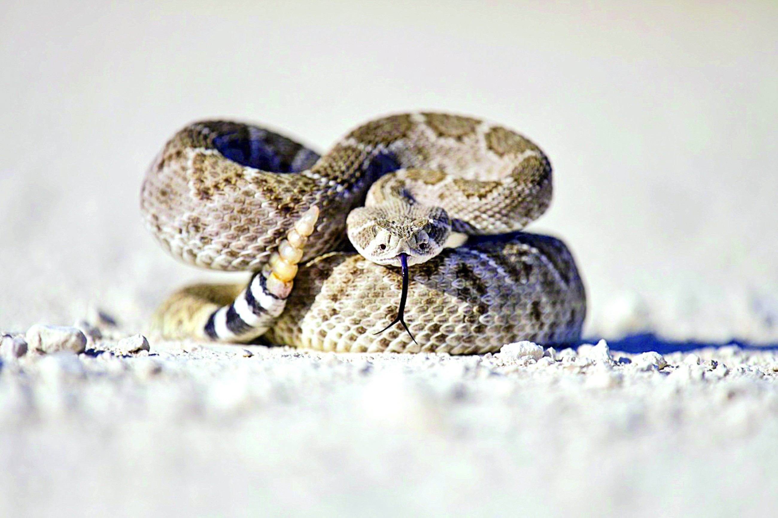 Live snakes on a passenger plane bound for India, again