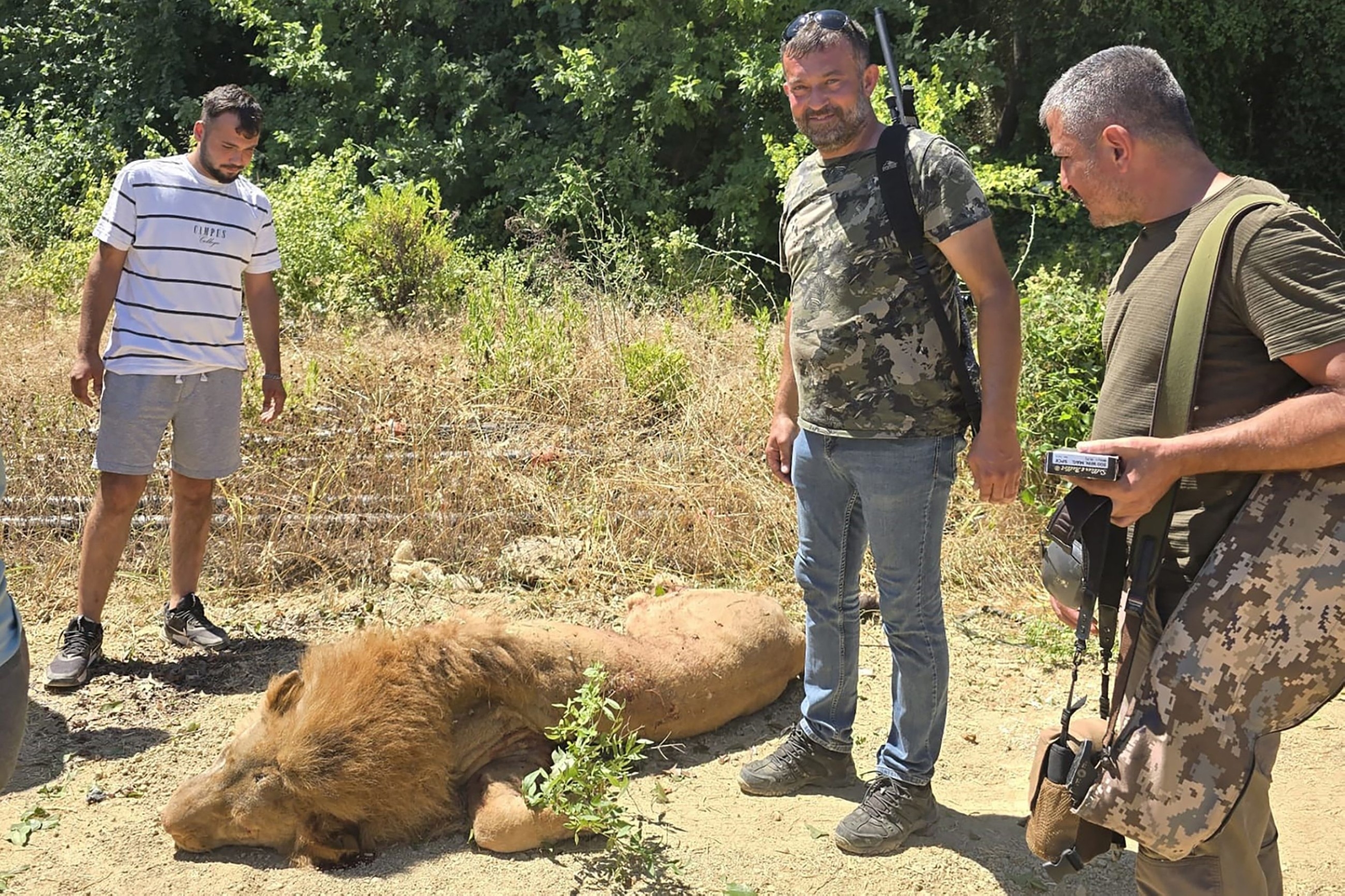 Escaped lion shot dead in Turkey after attacking worker
