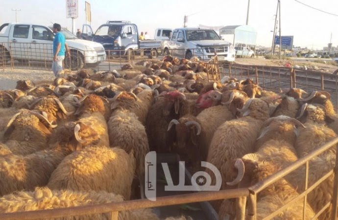 'زراعة الكورة' تحذر من تأثير الحر على المواشي والمزروعات