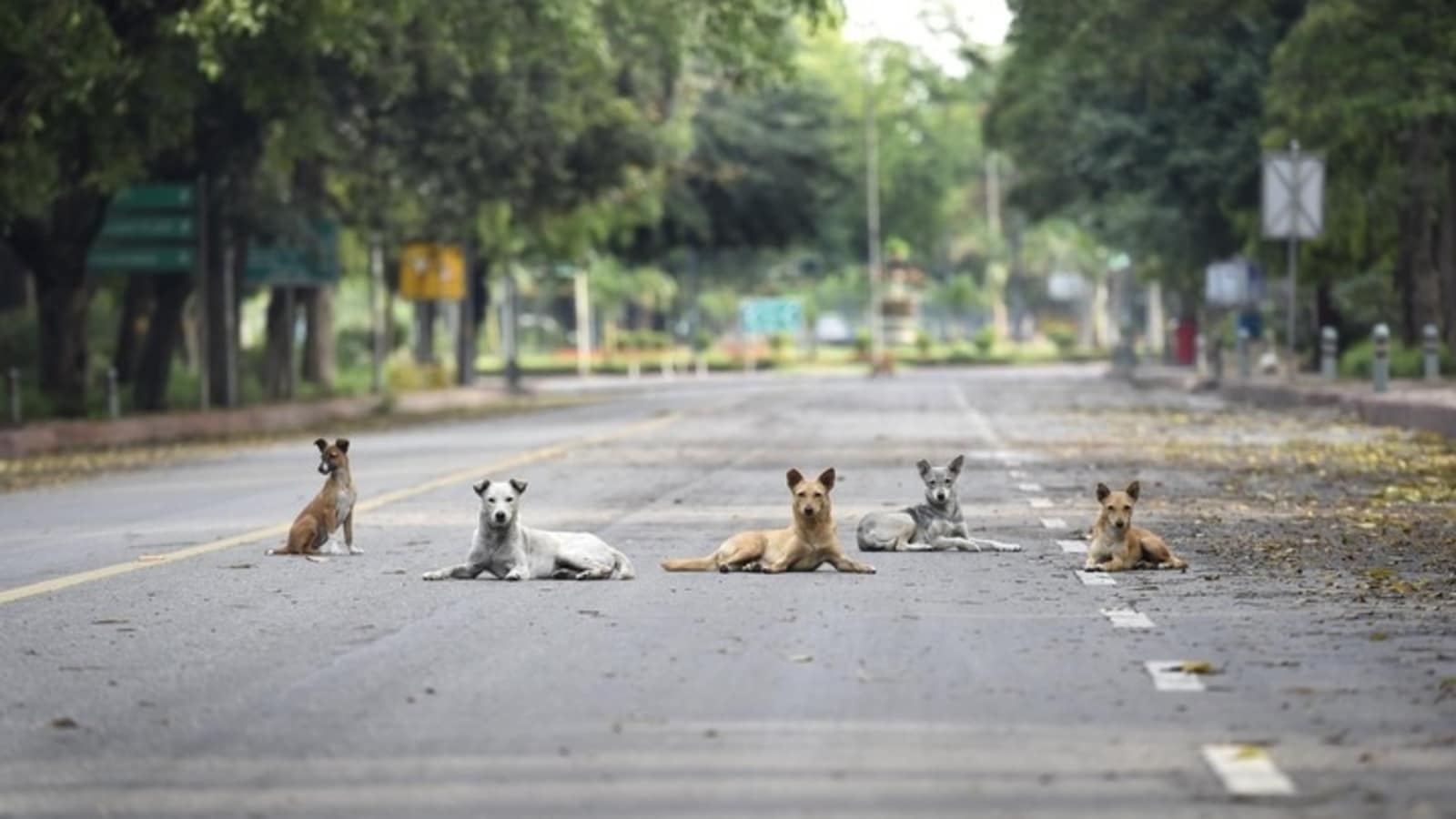 Street Dog-Free Delhi: To be or not to be? Residents, RWAs, animal lovers debate on ‘rehabilitation' policy
