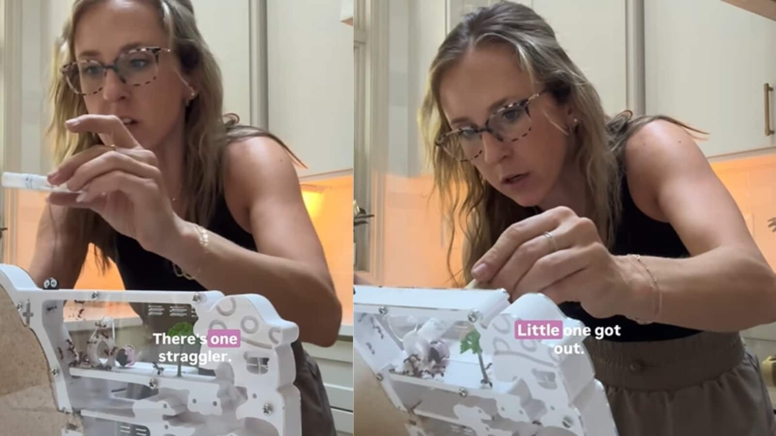 ‘Poor ants': Michigan woman orders 50 live ants on Amazon, builds ant farm for kids