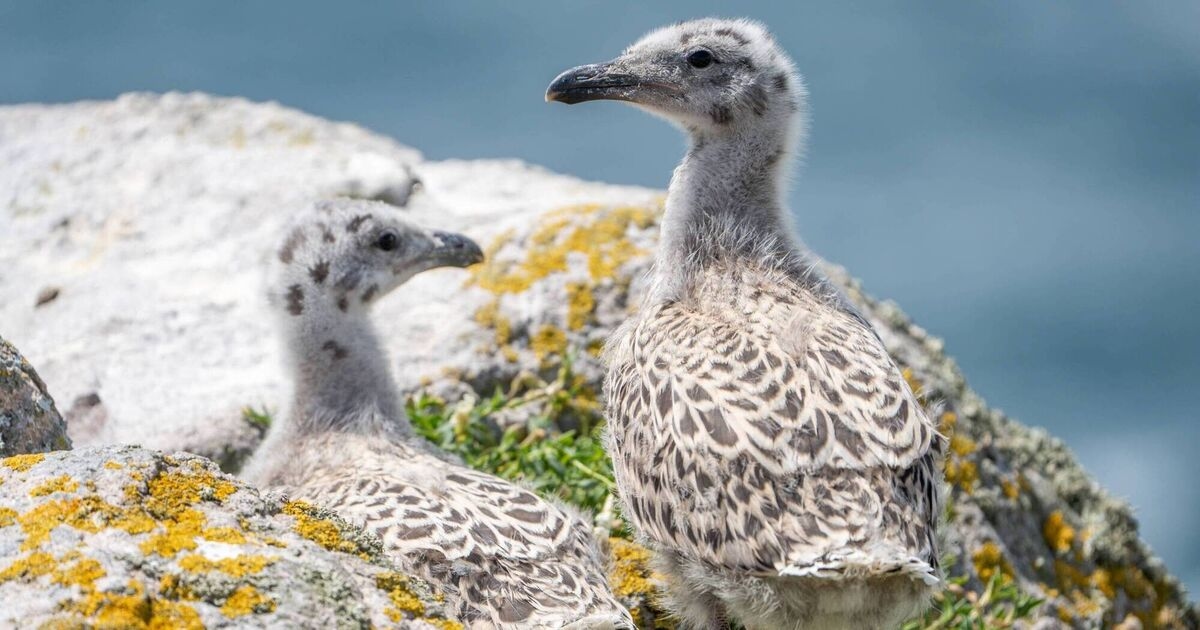 Birds of Ireland: Great Black-backed Gull