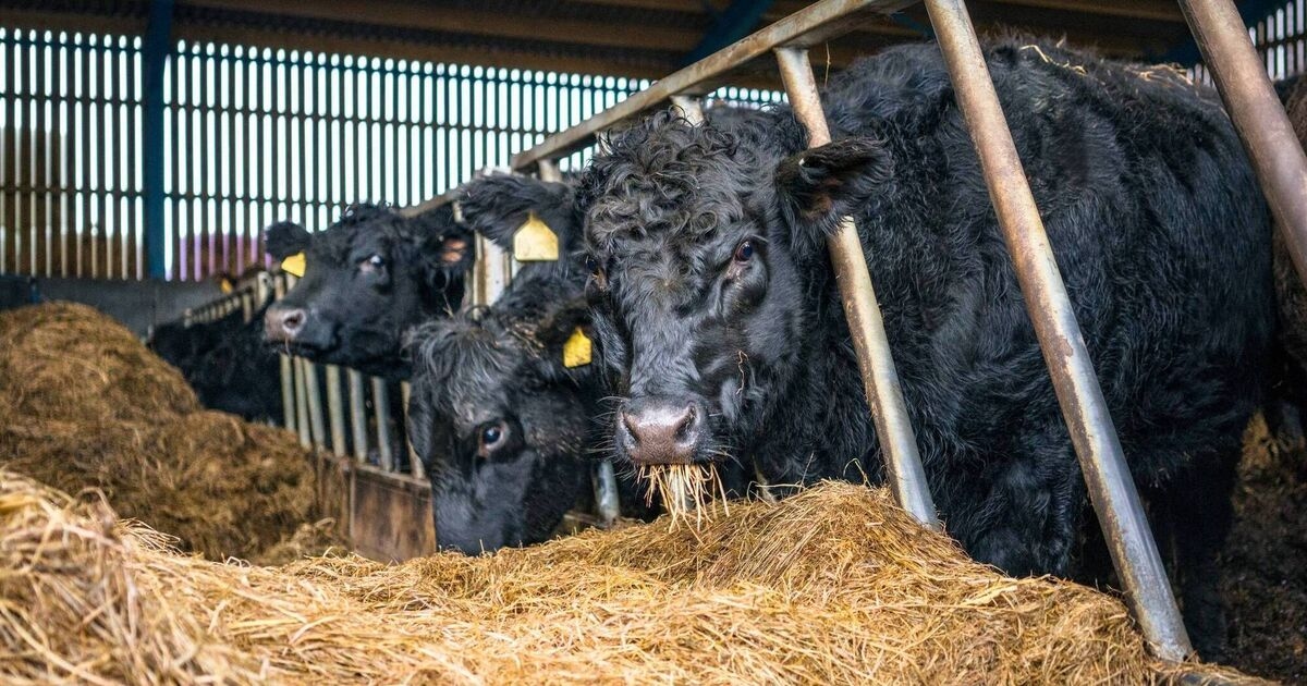 Cattle output price up almost 50% for April 2025