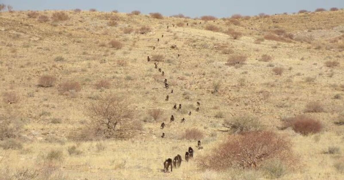 Richard Collins: Baboons walk in line to be close to their friends