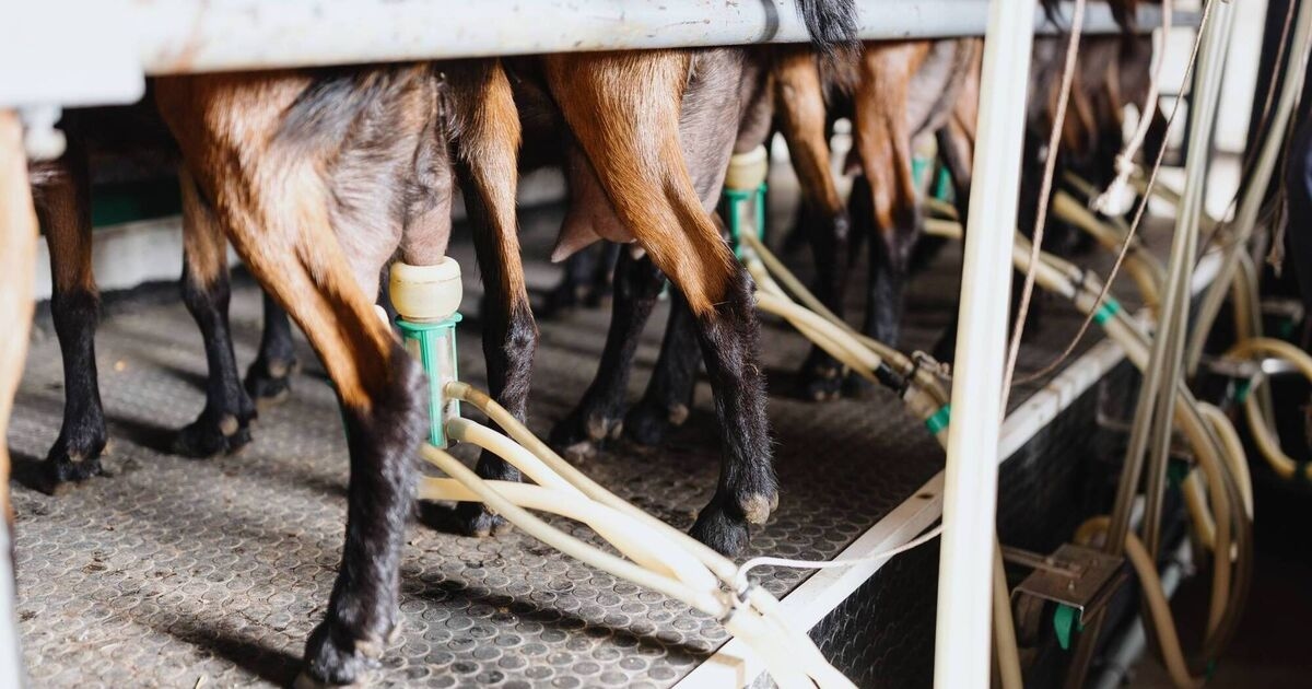 EU gives Irish dairy high marks, but goat ID and cold store gaps need action