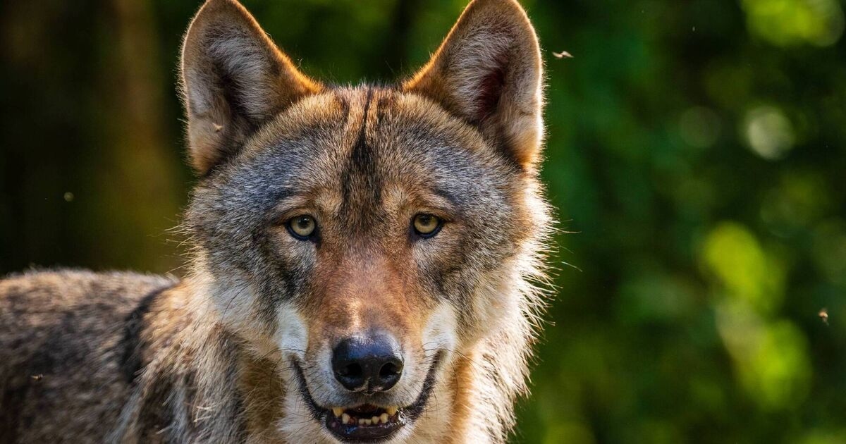When it comes to climate action, politicians can't see the wolves from the trees