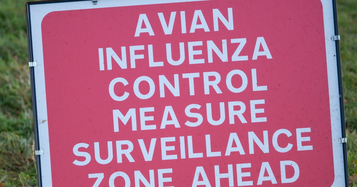 Poultry sector on high alert for avian influenza