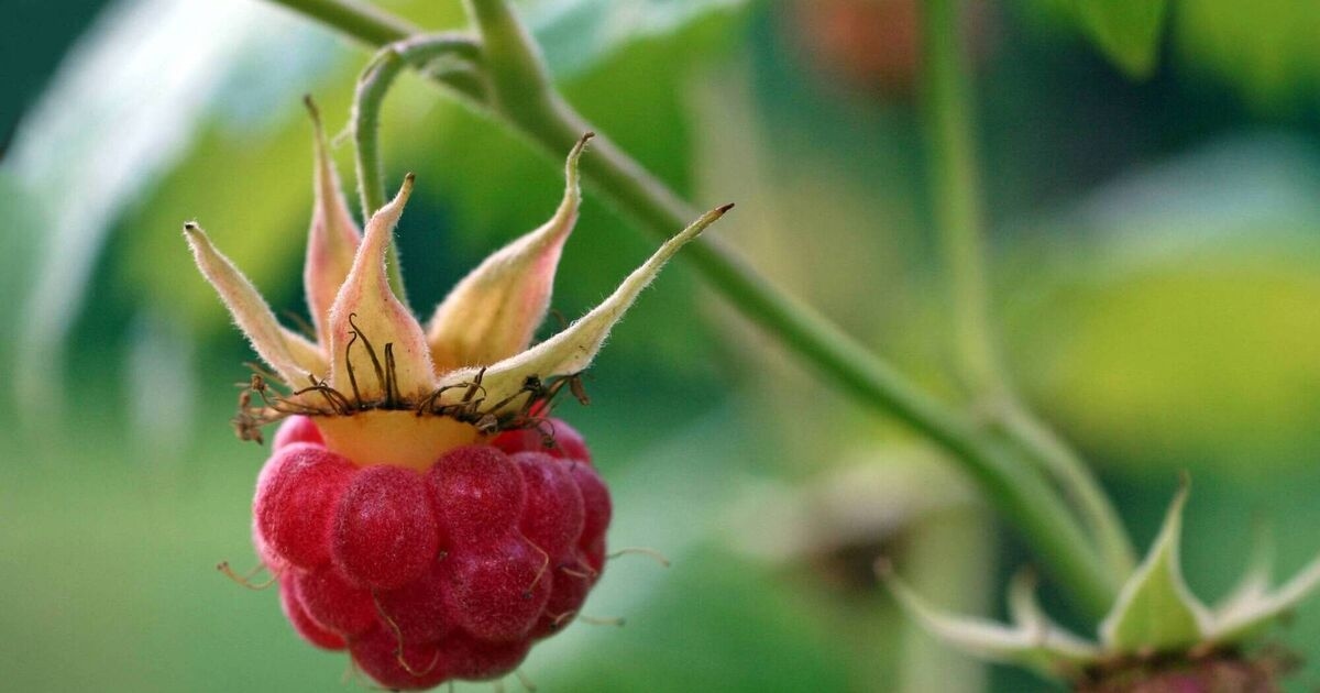 Donal Hickey: Spotted any wild raspberries yet?