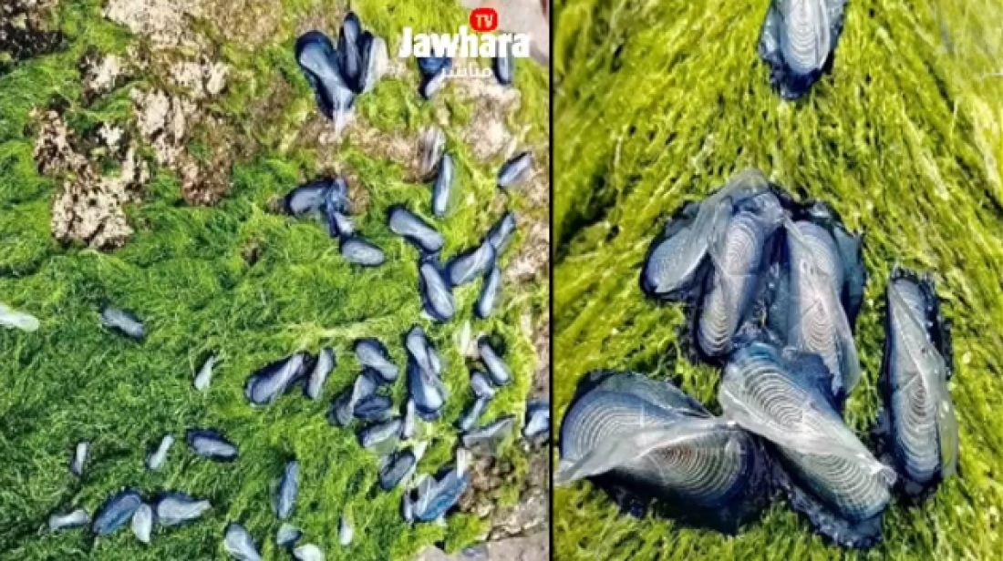 كائنات بحرية غريبة تظهر في شواطئ الوطن القبلي !