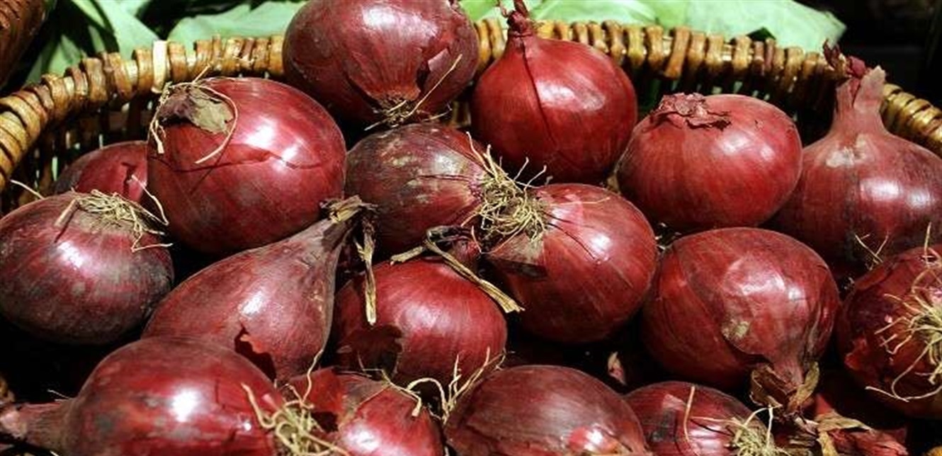 البصل.. كنز غذائي بفوائد مذهلة للجسم والصحة