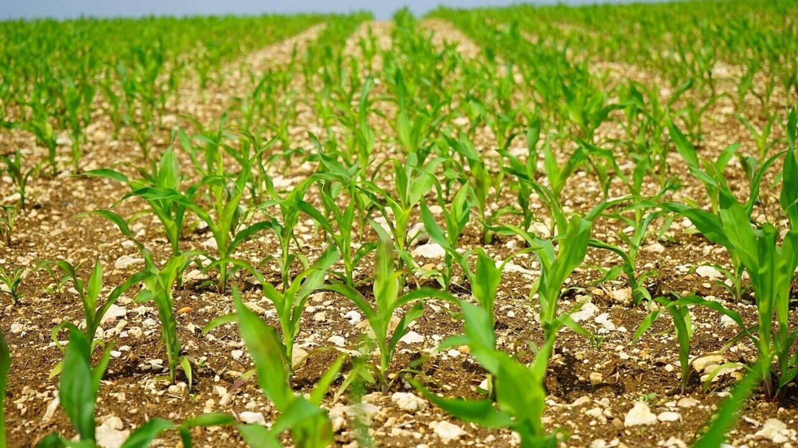 Surge in summer sowing offers more cushion against food inflation
