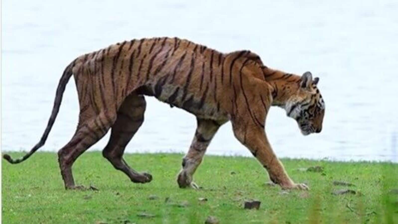 The final walk of Ranthambore's iconic tigress Arrowhead captured on camera