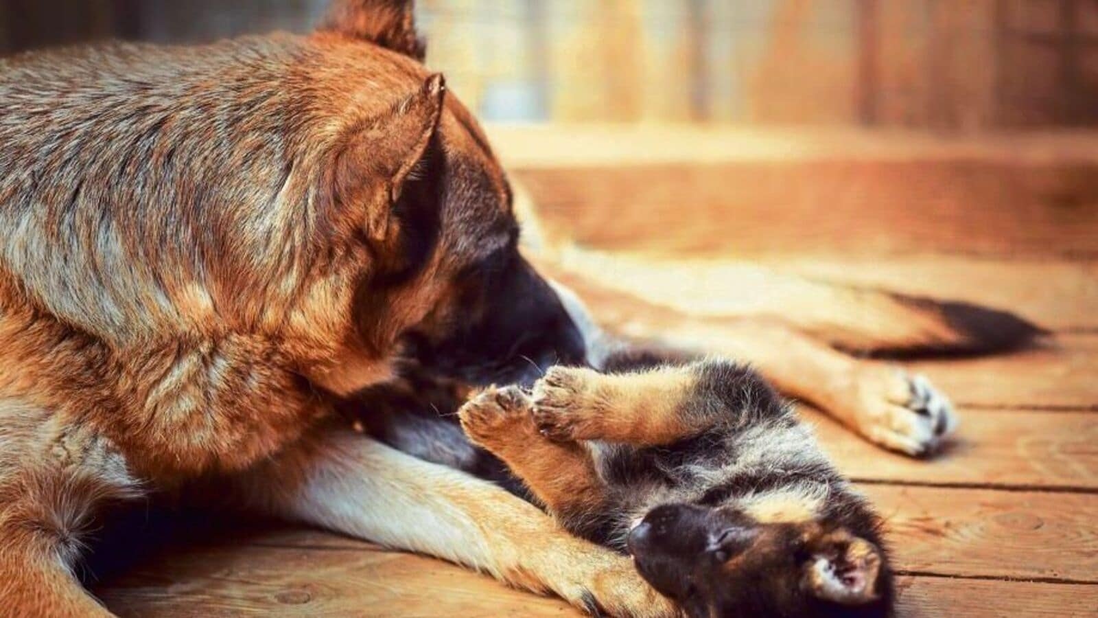 Pet Matters: How to breed your dog at home safely